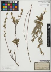 Foto von Salix repens subsp. incubacea (L.) A. Neumann